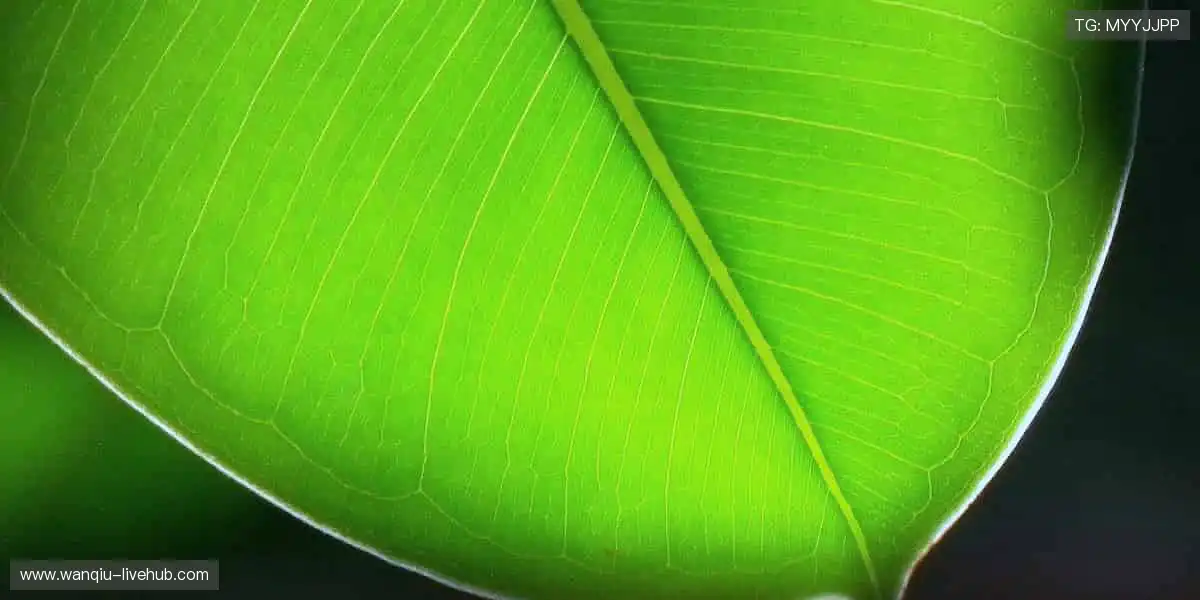 赛场之外，我们与你同在 —— 实时解说，深度分析！🎙️📊